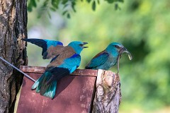 Blauracke, Coracias garrulus (6)