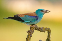 Blauracke, Coracias garrulus (9)