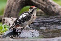 Blutspecht, Dendrocopos syriacus (1)