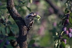 Blutspecht, Dendrocopos syriacus (2)