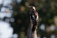 Blutspecht, Dendrocopos syriacus (3)