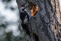 Blutspecht, Dendrocopos syriacus (4)