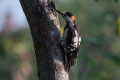 Blutspecht, Dendrocopos syriacus (5)