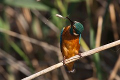 Eisvogel, Alcedo atthis (10)