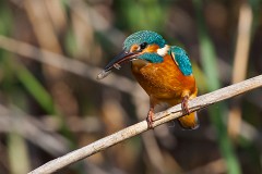 Eisvogel, Alcedo atthis (11)