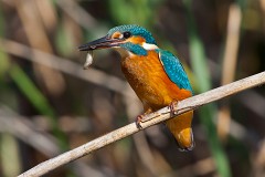 Eisvogel, Alcedo atthis (12)