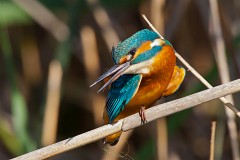 Eisvogel, Alcedo atthis (14)