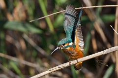 Eisvogel, Alcedo atthis (16)