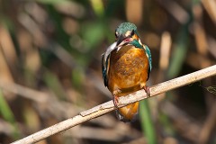 Eisvogel, Alcedo atthis (17)