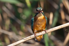 Eisvogel, Alcedo atthis (18)