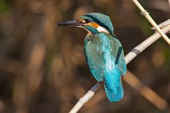 Eisvogel, Alcedo atthis (19)