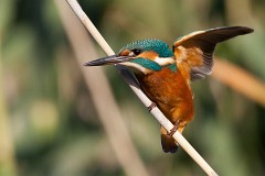 Eisvogel, Alcedo atthis (20)