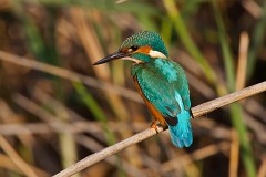 Eisvogel, Alcedo atthis (24)