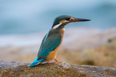 Eisvogel, Alcedo atthis (25)