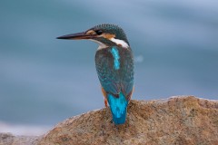 Eisvogel, Alcedo atthis (26)