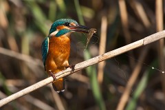 Eisvogel, Alcedo atthis (7)