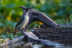 Grünspecht, Picus viridis (1)