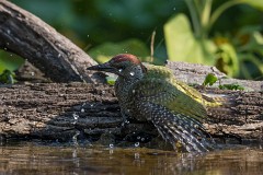Grünspecht, Picus viridis (10)
