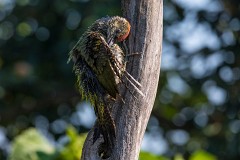 Grünspecht, Picus viridis (11)