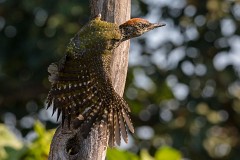 Grünspecht, Picus viridis (12)