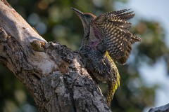 Grünspecht, Picus viridis (13)