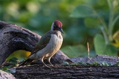 Grünspecht, Picus viridis (2)