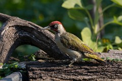 Grünspecht, Picus viridis (3)