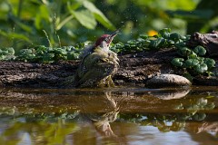 Grünspecht, Picus viridis (4)