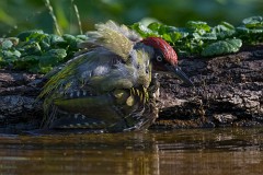 Grünspecht, Picus viridis (5)