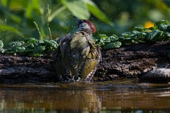 Grünspecht, Picus viridis (6)