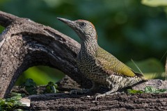 Grünspecht, Picus viridis (7)
