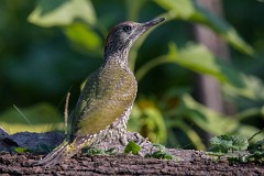 Grünspecht, Picus viridis (8)
