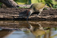 Grünspecht, Picus viridis (9)
