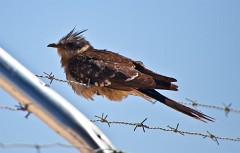 Häherku, Cuculus optatus (1)