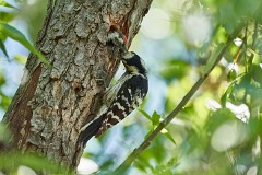Kleinspecht (9)