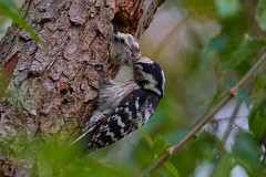 Kleinspecht, Dendrocopos minor (6)