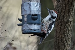 Mittelspecht, Dendrocopos medius (1)