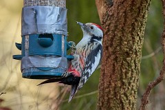Mittelspecht, Dendrocopos medius (2)