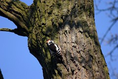 Mittelspecht, Dendrocopos medius (3)