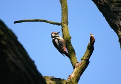 Mittelspecht, Dendrocopos medius (4)