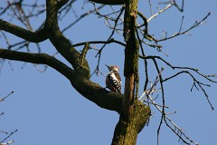 Mittelspecht, Dendrocopos medius (5)