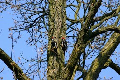 Mittelspecht, Dendrocopos medius (6)