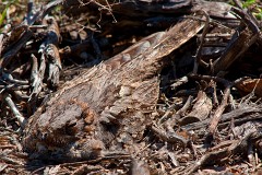 Rothals-Ziegenmelker, Caprimulgus ruficollis (1)