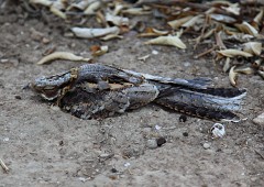 Rothals-Ziegenmelker, Caprimulgus ruficollis (2)