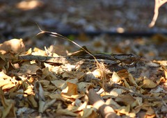 Rothals-Ziegenmelker, Caprimulgus ruficollis (3)