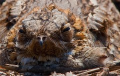 Rothals-Ziegenmelker, Caprimulgus ruficollis (4)