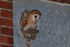 SchleiereuleTyto alba