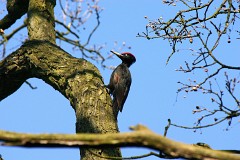 Schwarzspecht, Dryocopos martius (1)