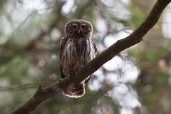 Sperlingskauz, Glaucidium passerinum (3)