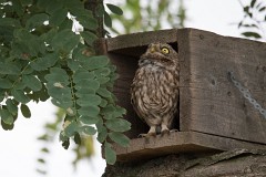 Steinkauz, Athene noctua (1)
